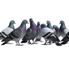 Group of city pigeons roosting together against a stark black backdrop © novi syahdah