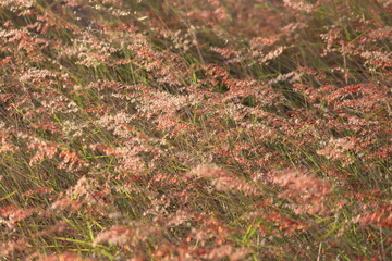 Vibrant grass field glowing under golden sunlight, highlighting the delicate details of nature in full bloom