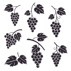 Eight Black Grape Clusters with Leaves Vine Illustration