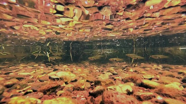 The eastern mosquitofish &ndash; Gambusia holbrooki &ndash; is among the world&rsquo;s 100 worst invasive species. Strictly prohibited in the EU: import, breeding, transport, sale, or release. 