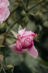 Beautfiul Pink Rose Bud with Water Droplets in a Rose Garden