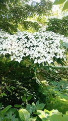 zdjęcie gałęzi drzewa z białymi kwiatami