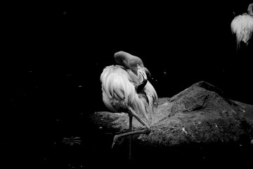 Black & White Flamingo