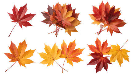Fototapeta premium Vibrant Autumn Maple Leaves Collection Isolated on transparent background Perfect for Fall Designs and Seasonal Projects