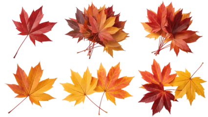 Vibrant Autumn Maple Leaves Collection Isolated on transparent background Perfect for Fall Designs and Seasonal Projects
