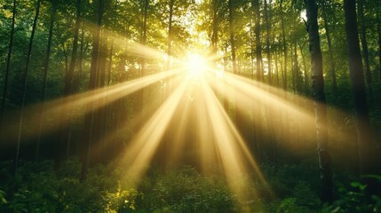 Obraz premium A breathtaking view of sunlight filtering through a serene forest canopy, highlighting the beauty of nature and creating a tranquil atmosphere that inspires peace and reflection.