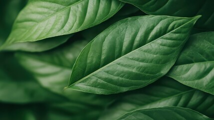 Obraz premium A vibrant close-up of fresh green leaves shows their detailed textures against a dark background, symbolizing life and vitality in a serene natural setting.