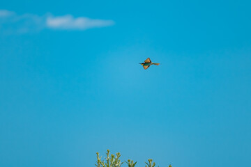 European Bee-eater (Merops apiaster) in Mid-Flight over the Wildflower Meadows of the Danube Delta, Romania – Vivid Colors in Untamed Eastern European Wilderness