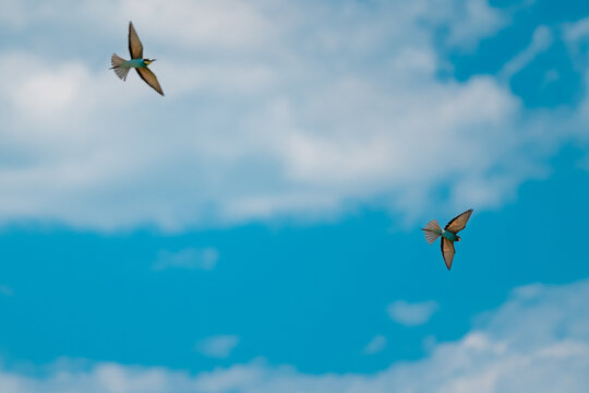 European Bee-eater (Merops apiaster) in Mid-Flight over the Wildflower Meadows of the Danube Delta, Romania &ndash; Vivid Colors in Untamed Eastern European Wilderness