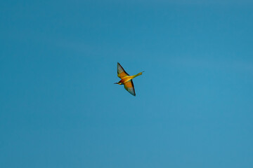 European Bee-eater (Merops apiaster) in Mid-Flight over the Wildflower Meadows of the Danube Delta, Romania – Vivid Colors in Untamed Eastern European Wilderness