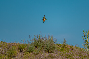European Bee-eater (Merops apiaster) in Mid-Flight over the Wildflower Meadows of the Danube Delta, Romania – Vivid Colors in Untamed Eastern European Wilderness