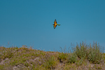European Bee-eater (Merops apiaster) in Mid-Flight over the Wildflower Meadows of the Danube Delta, Romania – Vivid Colors in Untamed Eastern European Wilderness