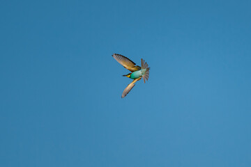 European Bee-eater (Merops apiaster) in Mid-Flight over the Wildflower Meadows of the Danube Delta, Romania – Vivid Colors in Untamed Eastern European Wilderness