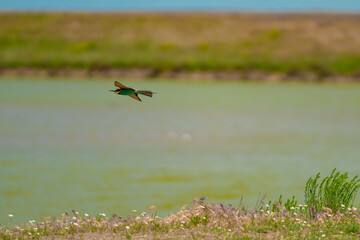 European Bee-eater (Merops apiaster) in Mid-Flight over the Wildflower Meadows of the Danube Delta, Romania – Vivid Colors in Untamed Eastern European Wilderness