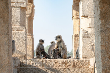 Northern plains gray langur ape family, Semnopithecus entellus monkey in a temple, wildlife of...