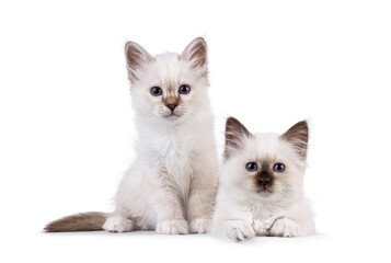 Adorable duo Sacred Birman cat kittens, sitting and laying beside each other. Both looking towards camera with breed specific blue eyes. Isolated on a white background.
