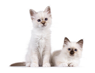 Adorable duo Sacred Birman cat kittens, sitting and laying beside each other. Both looking towards camera with breed specific blue eyes. Isolated on a white background.