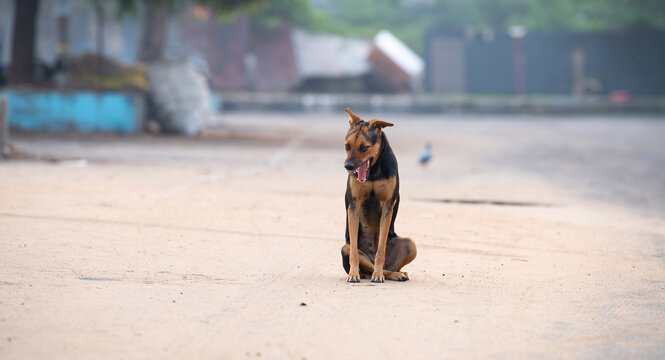Homeless street dog, doberman sitting in middle of road, abandoned, lonely stray pet, abandonment of animal during holiday season, welfare issue