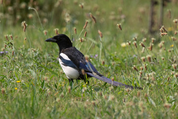 Pie bavarde,
Pica pica, Eurasian Magpie
