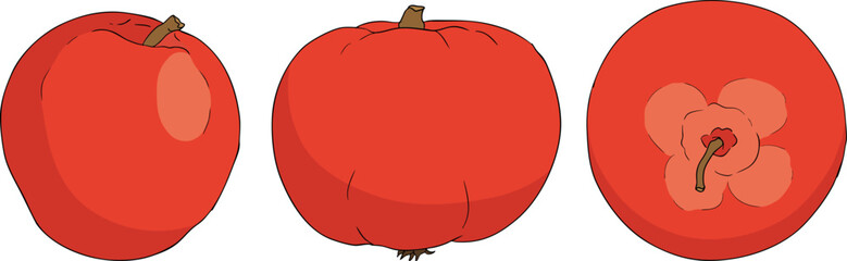 Colorful apples, perfect for educational or botanical designs. High quality illustration.