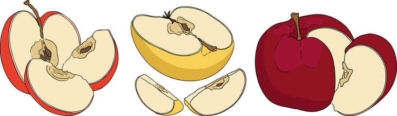 Colorful apples, perfect for educational or botanical designs. High quality illustration.