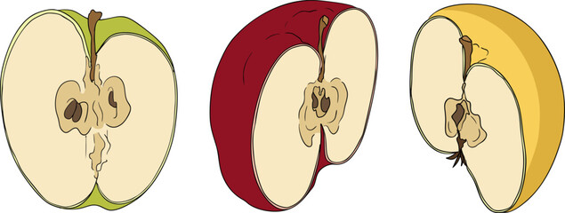 Colorful apples, perfect for educational or botanical designs. High quality illustration.