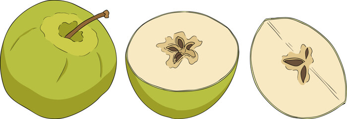 Colorful apples, perfect for educational or botanical designs. High quality illustration.