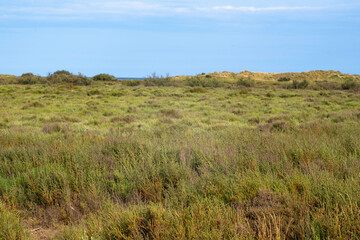 Obraz premium Les Orpellieres, Site Naturel Protégé, Valras, Sérignan, 34, Hérault, France