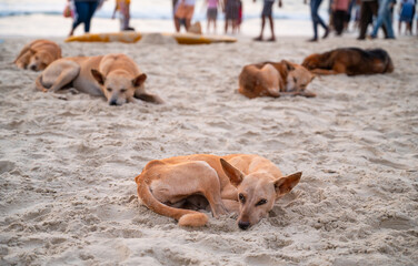 Homeless street dogs sleeping on the beach of Goa, India, abandoned and unhappy, stray pet, indian...
