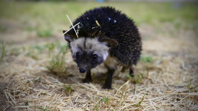 Desert Hedgehog,  From Taif Saudi Arabia 