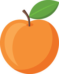 vector illustration of an apricot