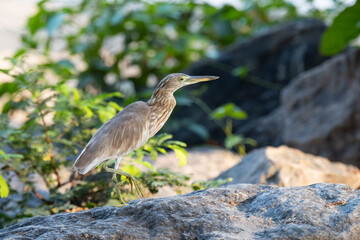 Indian pond heron bird or paddybird sitting on a rock, wildlfe in Kochi South India, asian Ardeola grayii