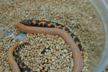 Normal color of African sand boa (Eryx colubrinus) and the Albino morph.