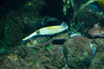 Bigfin reef squid (Sepioteuthis lessoniana) under water