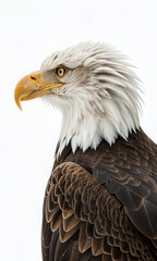 Fototapeta premium bald eagle on white background