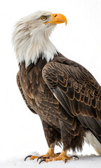 Obraz premium bald eagle on white background