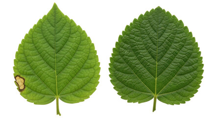 Isolated Pair of Linden Leaves