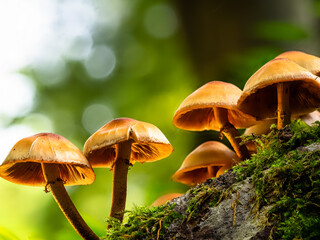 Mushrooms in forest on mossy tree trunk in daylight, macro shot