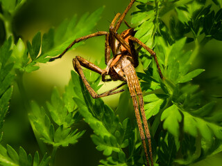 Detailed Macro of a Raft Spider on Green Leaves