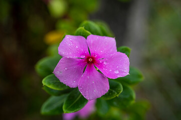 Madagascar periwinkle or Catharanthus roseus or Rose periwinkle or Rosy periwinkle single bright pink flower with darker center sprinkled with water drops