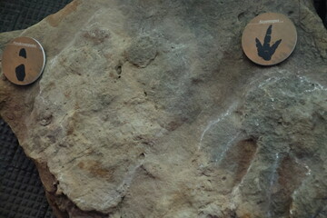 Fossilized footprints of the sauropodomorph dinosaur Parabrontopodus and the megatheropod...