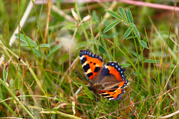 Small Tortoiseshell butterfly (Aglais urticae) with wings open on grass. Taken in June near Salisbury, England.