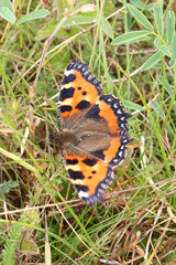 Small Tortoiseshell butterfly (Aglais urticae) with wings open on grass. Taken in June near Salisbury, England.