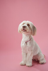 A small white dog is captured sitting against a pale pink studio background. Its calm pose highlights its soft coat and friendly demeanor in a minimalistic setting.