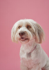 A small white dog sits gracefully against a pink studio backdrop, showcasing its soft fur and...