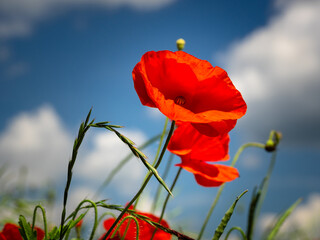 Red poppy flower against blue sky with clouds in summer