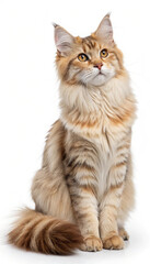 Fototapeta premium maine coons kittens on white backgrounds