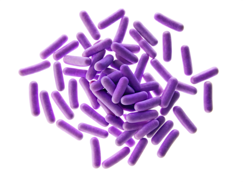   photography of bacillus anthracis microorganisms isolated on white background  PNG ,ai generated