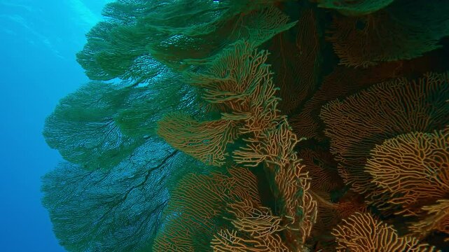 Big colony of corals Giant Gorgonian, Subergorgia mollis in coral garden in deep water, Slow motion of colony of Sea Fan soft corals on blue water background in depth sea
