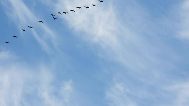 Bird migration against blue sky, view from below